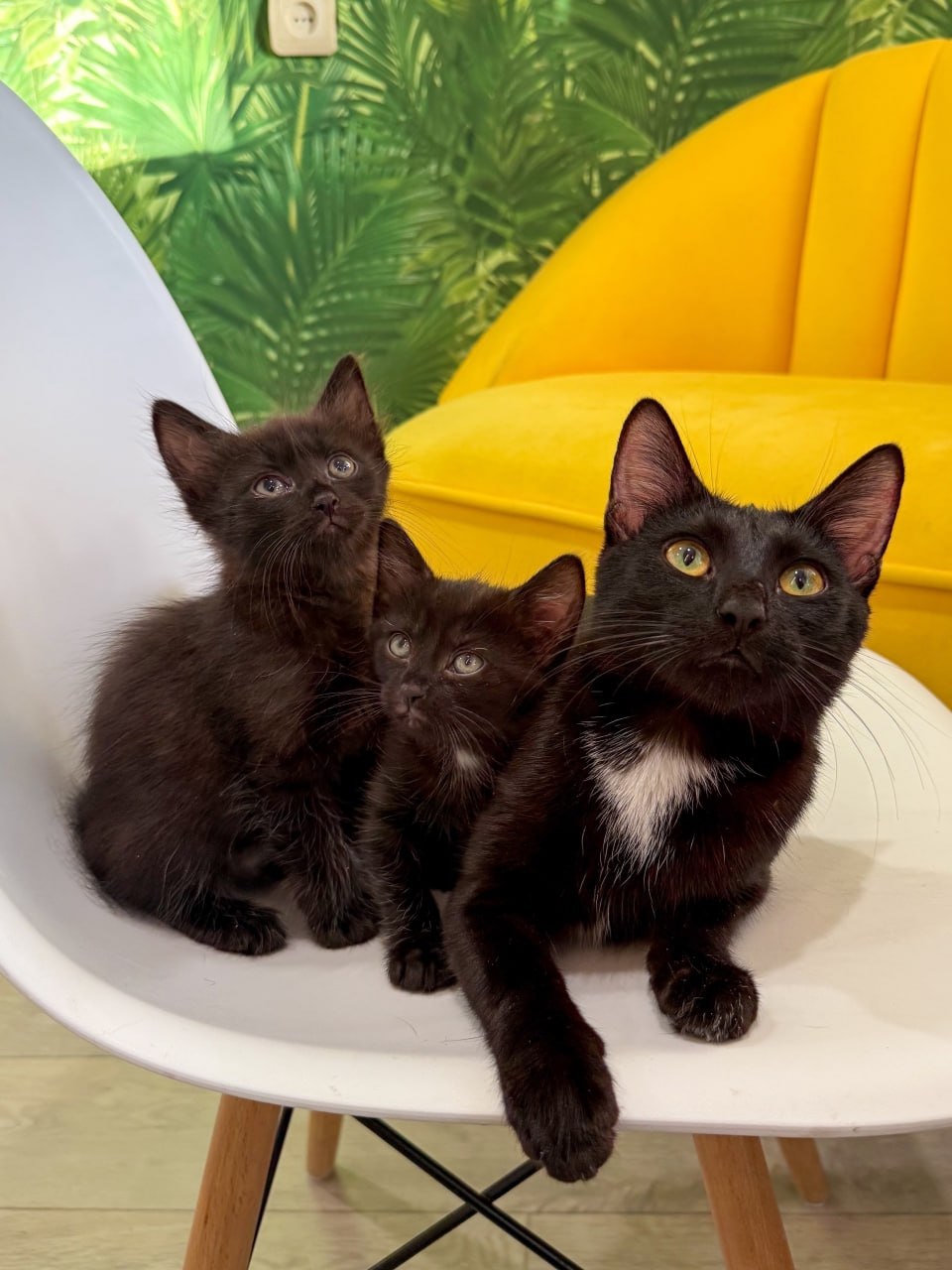 Пост добра: кошка и котята ищут дом Пост добра: кошка и котята ищут дом