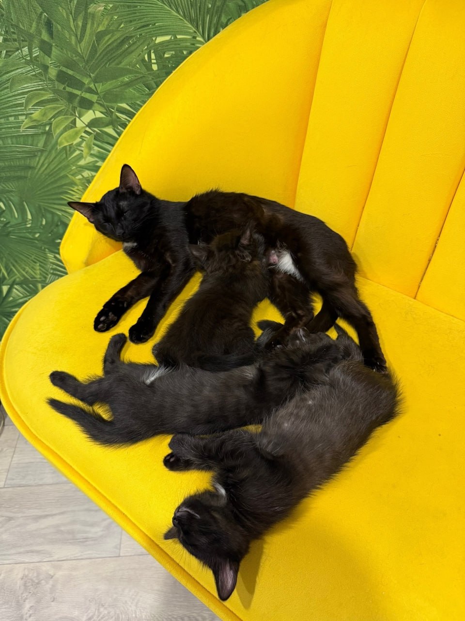 Пост добра: кошка и котята ищут дом Пост добра: кошка и котята ищут дом