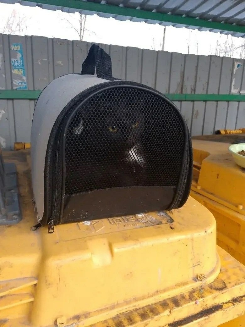 Пост добра: кошка и котята ищут дом