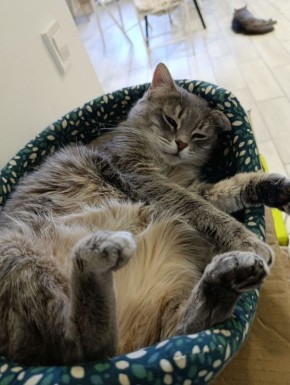 Настроение. Котокафе