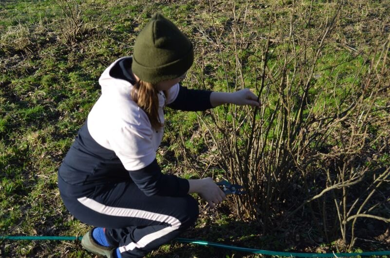 Весной обрезка смородины: секреты для щедрого урожая