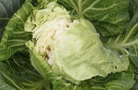 Трескается капуста? Узнайте, как избежать этой проблемы