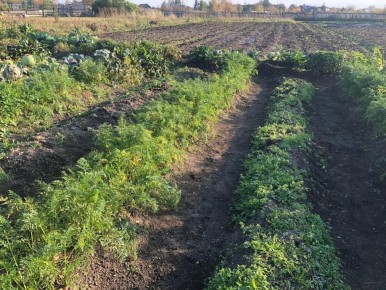 Зачем заполнять грядки осенью: советы для успешного огорода