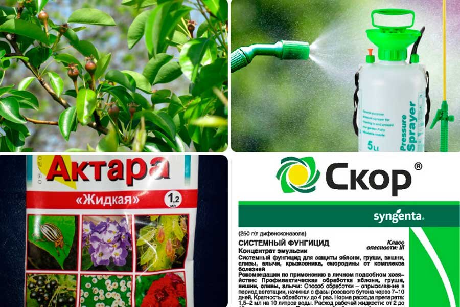 Смешиваем Скор и Актару: Советы по безопасной обработке сада