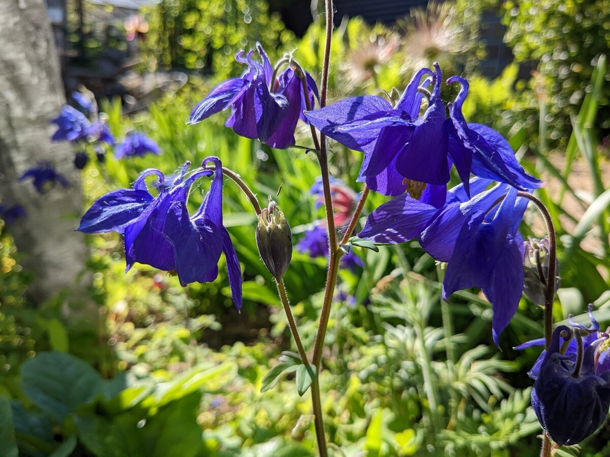 Тепло и цветение: как третья декада мая преображает наш сад