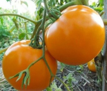 ��� ������� ������ ����� ������� ��� ������ �������: ����������� ������