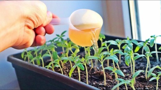 ����� ��� ������ ������� �������: ������� ��������� ��� ��������� �������