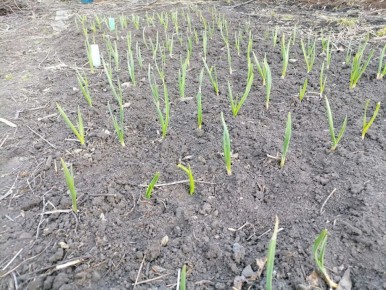 ����������� ������ �� �������� ��������� ��� ��������� ������