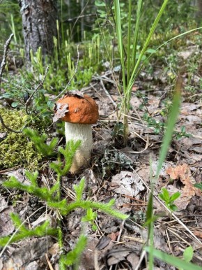 ��������� ��������: ���� � ������� � ���������� �����������