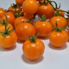 ����� �����: ������� ������ ��� ����� ������� � ���������