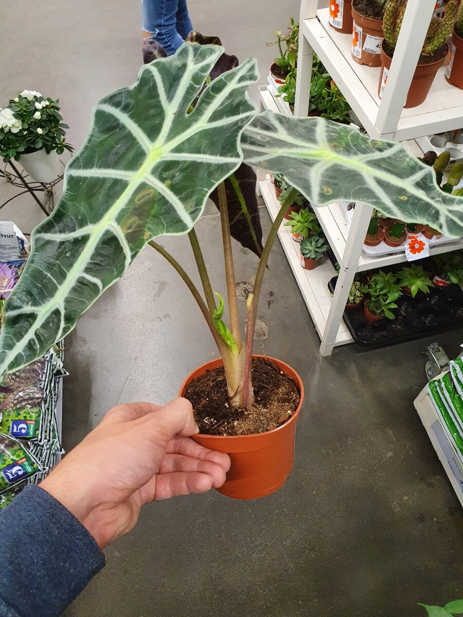 Как отличить завышенные цены на комнатные растения в Леруа Мерлен