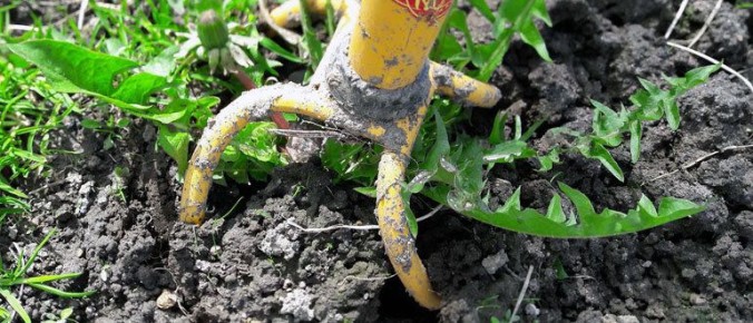 Сентябрьский уход за огородом: что важно сделать перед зимними холодами