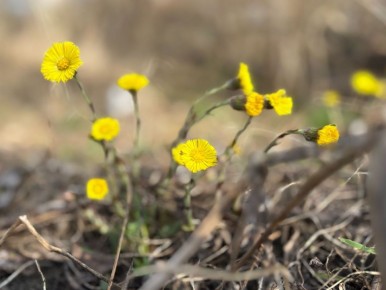 Первые цветы неумолимой тамбовской весны