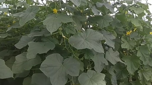 На пути к успешному урожаю огурцов