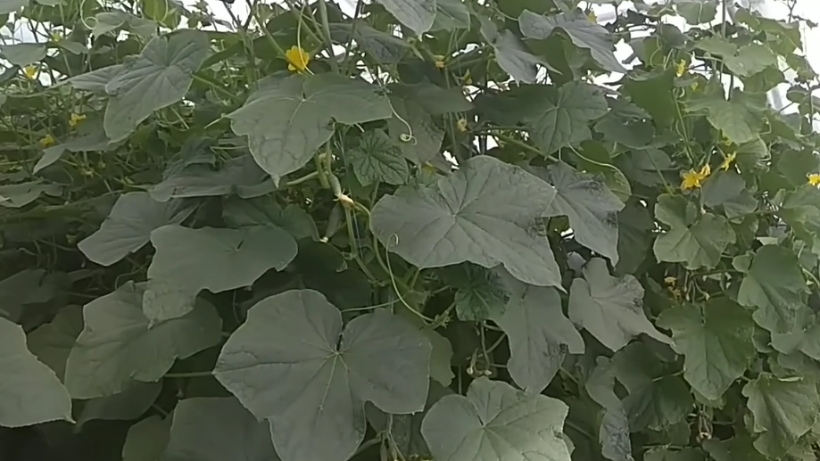 На пути к успешному урожаю огурцов