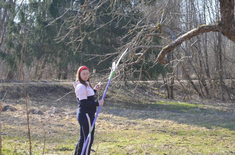 Обрезка яблонь: искусство формирования комбинированной кроны для богатого урожая