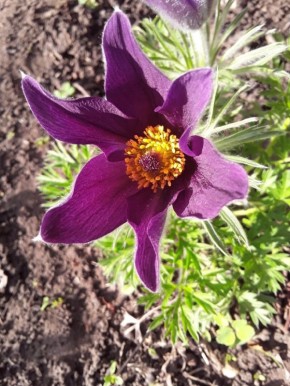 ��� ���������� � �������� �� "Garden Plants"? �������� ������ � �����������