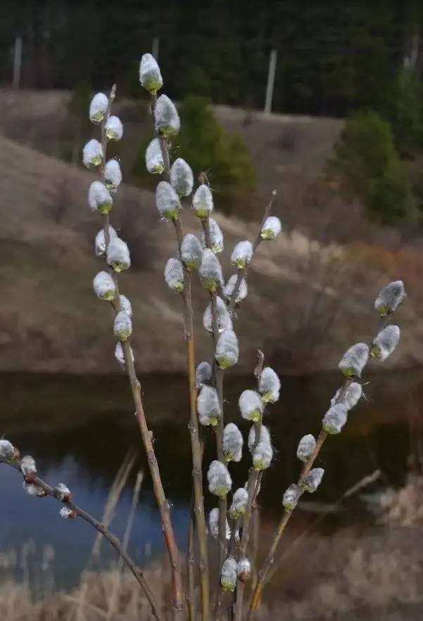 5 апреля - Вербное воскресенье