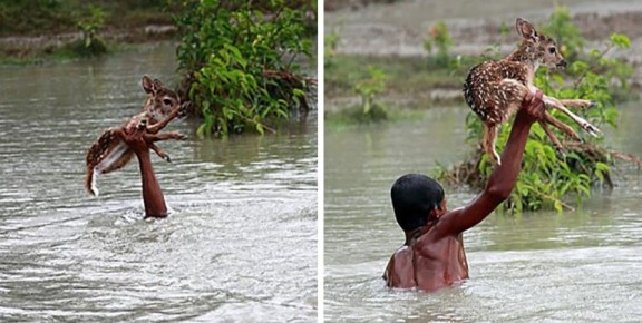 Спасение животных: Когда доброта спасает жизни