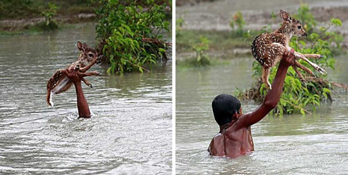 Спасение животных: Когда доброта спасает жизни
