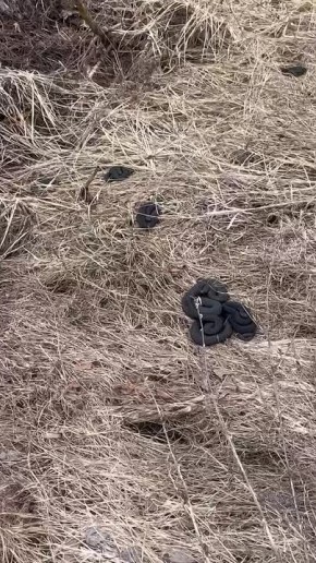 ������ ���������� � ����������� �����������