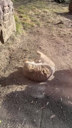 Манул Тимофей нежится в лучах весеннего солнца