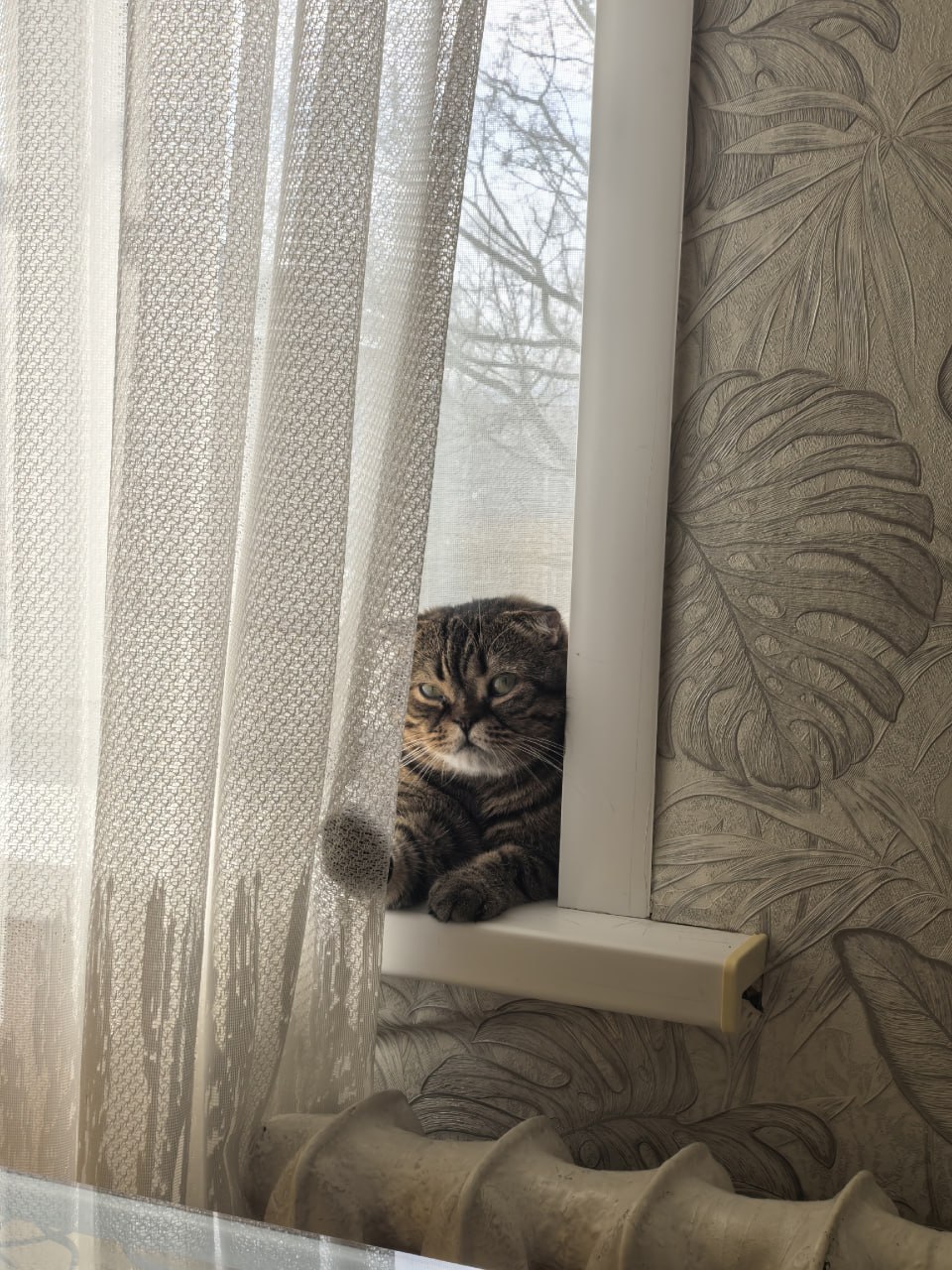 Тамбовчане могут привить своего домашнего питомца от вируса бешенства бесплатно