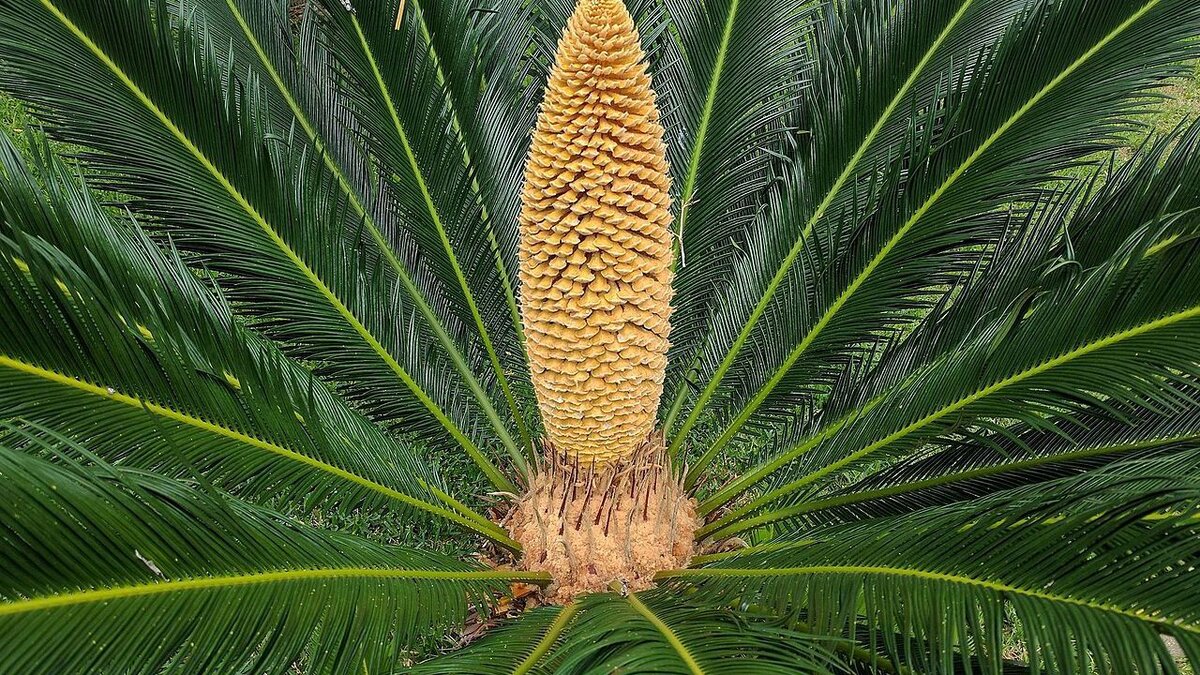 Цикас: драгоценный уголок природы, который мы почти потеряли
