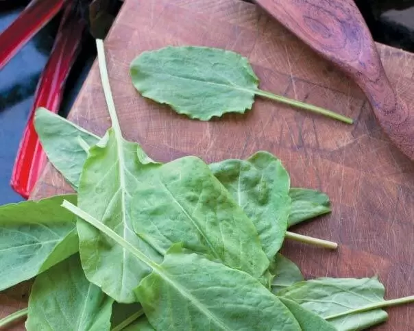 Щавель: весеннее вдохновение или потенциальная угроза для здоровья?