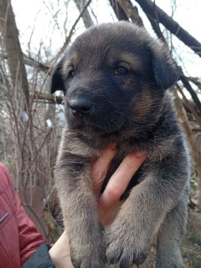 Пост добра: требуется автоволонтёр