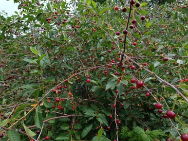 Секреты успешного удаления поросли вишни и сливы