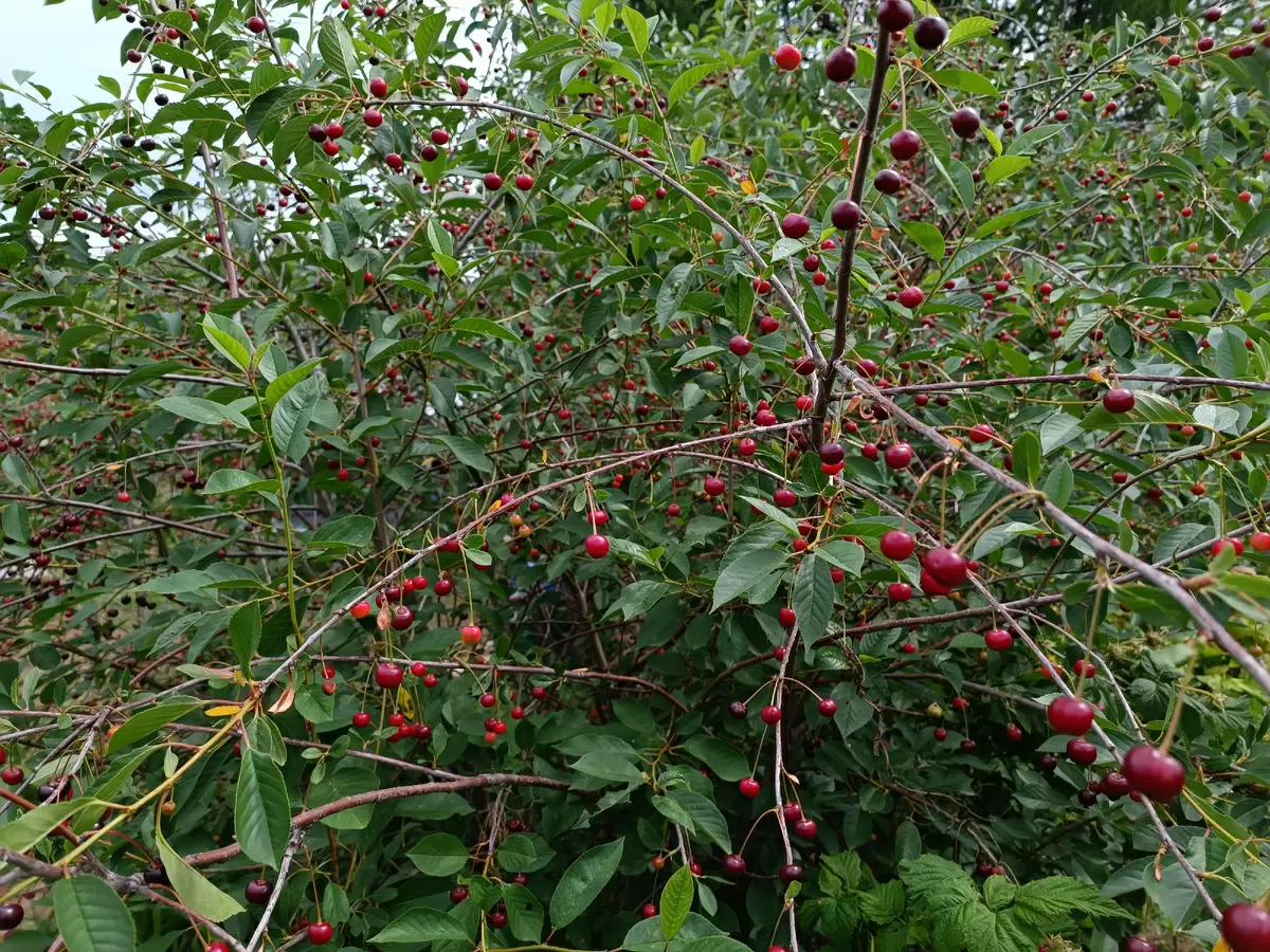 Секреты успешного удаления поросли вишни и сливы