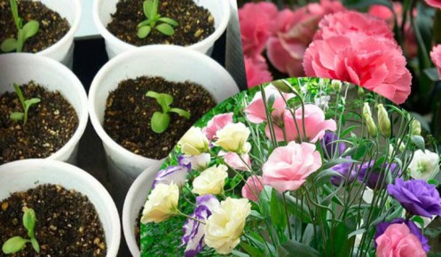 Цветы для рассады: что сеять в январе для идеального сада