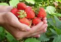 Как янтарная кислота поможет вырастить клубнику мечты