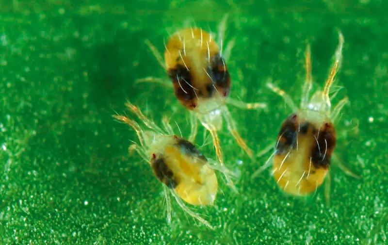 Как справиться с паутинным клещом: полезные советы и стратегии