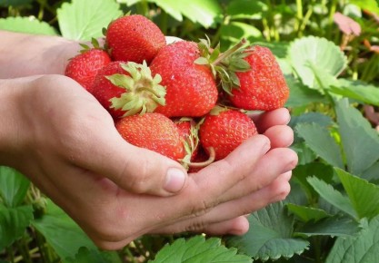Как янтарная кислота поможет вырастить клубнику мечты