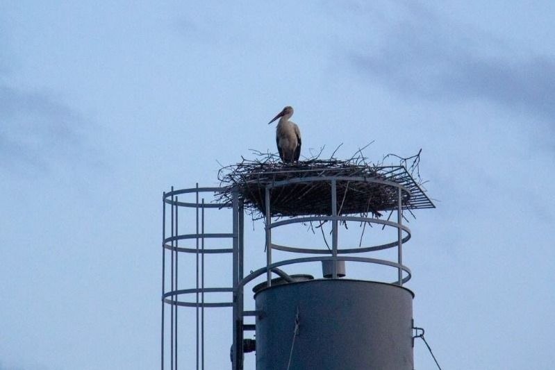 В Уваровском округе на водонапорной башне третью весну подряд обосновываются аисты