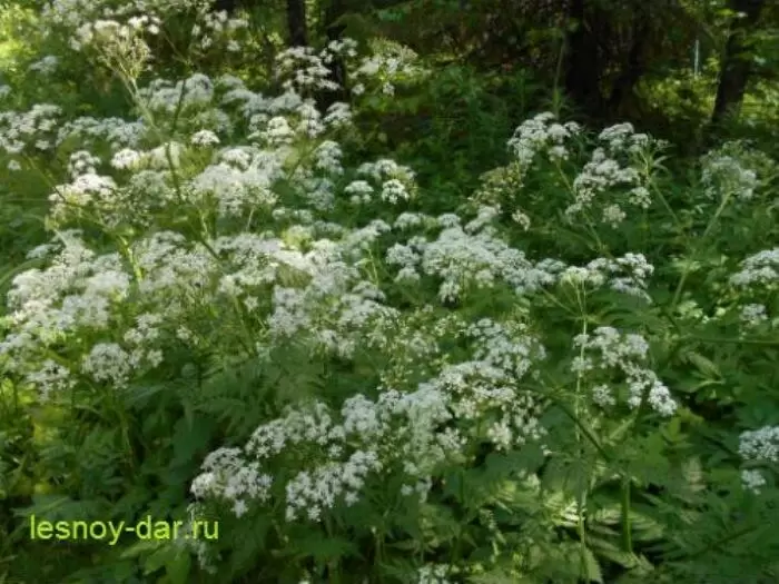 Сражение с двойниками: как не ошибиться в выборе купыря лесного