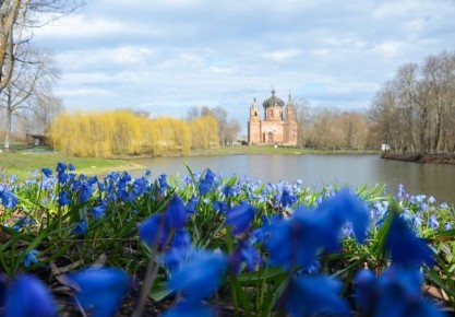 Голубой ковёр весны: Старая Ольшанка снова притягивает туристов