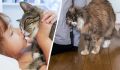 Почему кошка бодается головой: удивительная связь с хозяином