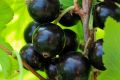 Черная смородина Глаз Дракона: удивительный сорт для вашего сада