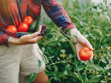 Как сделать свой сад жизнью насыщенным: неожиданные союзники в мире растений