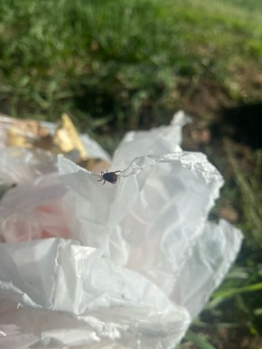 С начала весны в Тамбовской области клещи покусали 50 человек