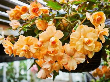 Осень в саду: освободите клумбы и спасите любимые цветы от морозов