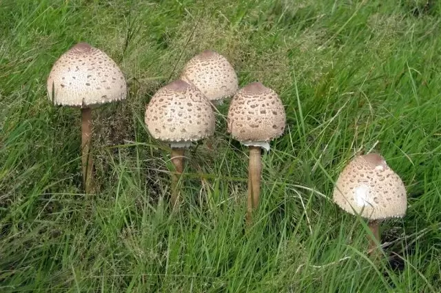 Гриб зонтик: как не спутать с ядовитым двойником?