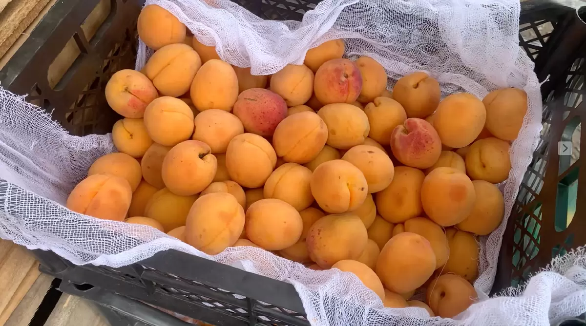 Как готовить абрикосовое варенье: семейный рецепт с историей