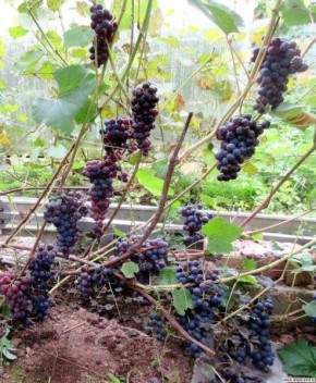 Виноград Пальмира: ранний урожай с великолепным вкусом и внешним видом
