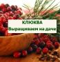 Клюква: польза, уход и секреты успешного выращивания