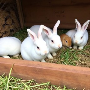 ��� ��������� ������� ������� �������: ������� ��������� �������