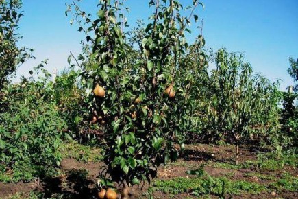 ����� ���� ����: ����, ������� �������� ������ ���������